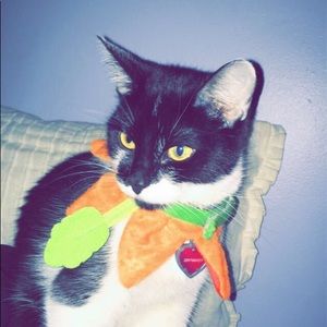 Meet your Posher, Alyssa